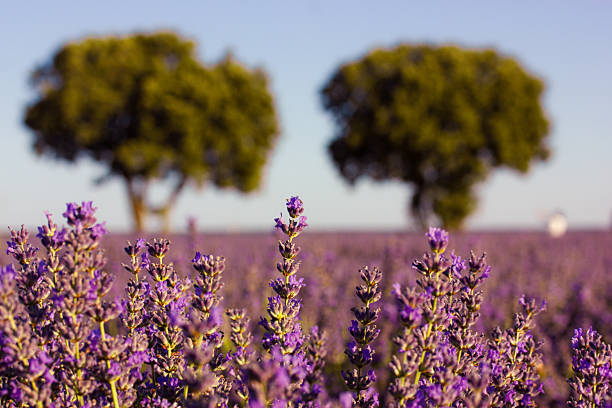 Lavender field with trees under a clear blue sky. A beautiful landscape features a vibrant lavender field, with soft trees in the background, all bathed in a warm, natural light. Summertime Provence.