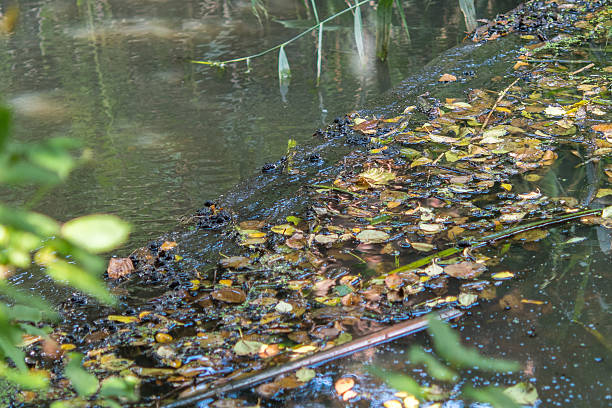 Frog in the water