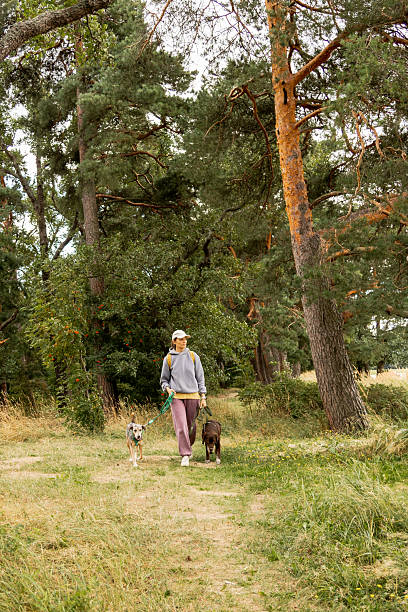 istock person walks two dogs on path in forest or park. Pet training with handler, professional dog walker. 2234378264
