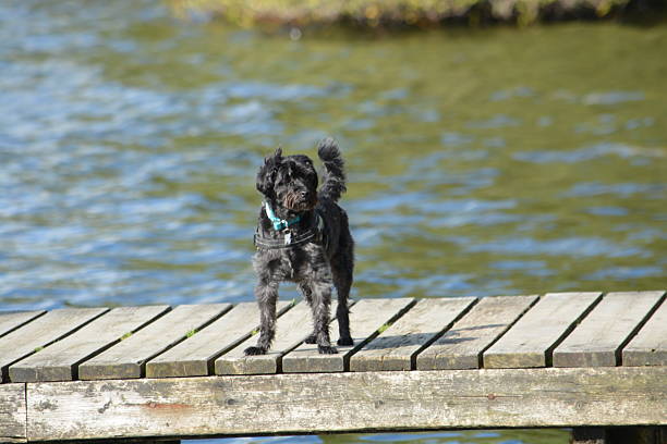 A Yorkiepoo Posing On A Jetty Next Lake Windermere