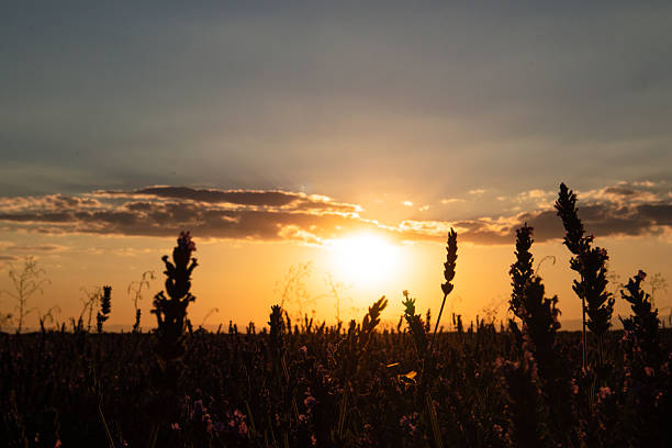 Agricultural field with lavender plantations and sunset sky - selective focus