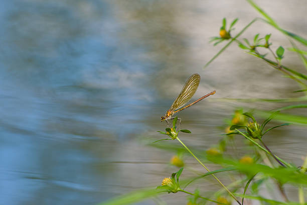 Female banded demoiselle (Calopteryx splendens) perching on a flower above the water