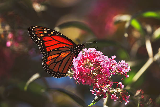 istock Monarch Butterfly on Buddleia Blossom 2234381504