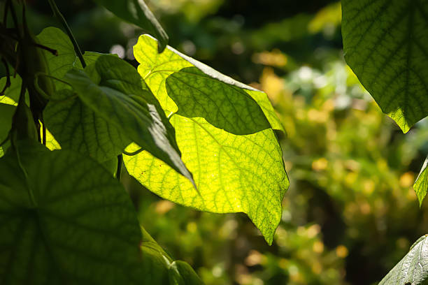 Green leaf shines through the sun. Leaf close-up. Play of light and shadow. Selective soft focus