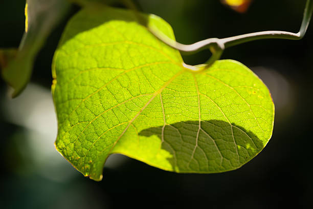 istock Green leaf shines through the sun. Play of light and shadow. Selective focus 2234382358