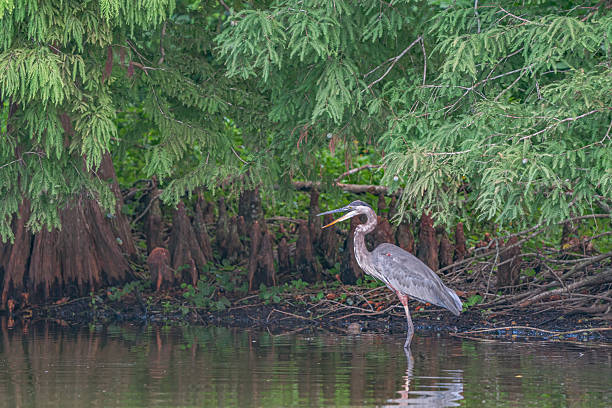 istock Great Blue Heron (Ardea herodias) Florida, USA 2234382667