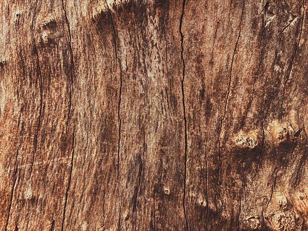 Grungy and Detailed Texture of an Old Tree