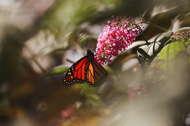 istock Monarch Butterfly on Buddleia Blossom 2234385864