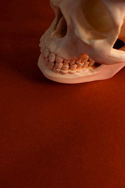A scary Halloween skeleton close up with it's hands out lunging.