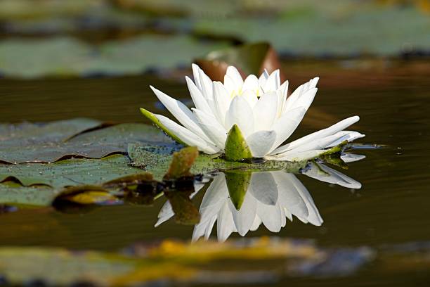 istock Reflection of a white water lily. 2234390686