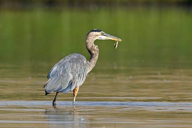 istock Heron with a small fish in its beak. 2234390713