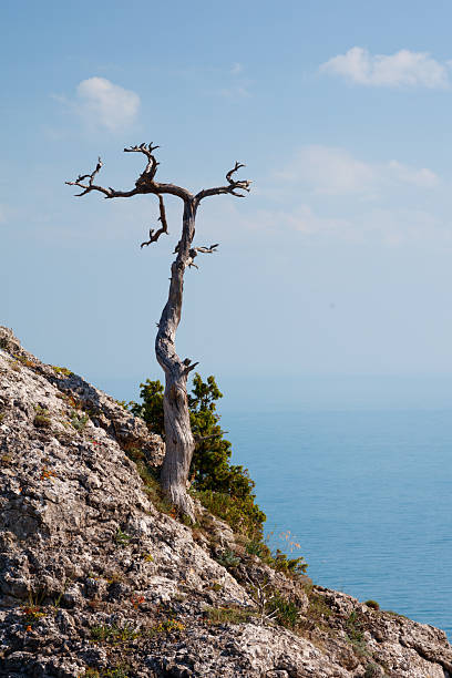 A tree is standing on a rocky hillside. The tree is bare and has no leaves. The sky is blue and there are clouds in the background