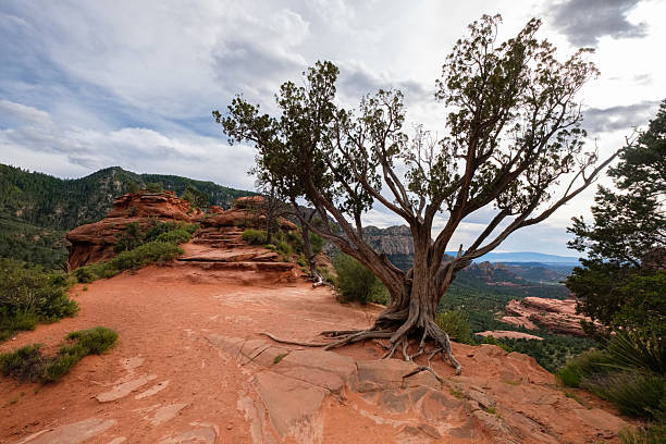 Scenic view of the beautiful red rock landscape of Sedona in Arizona.