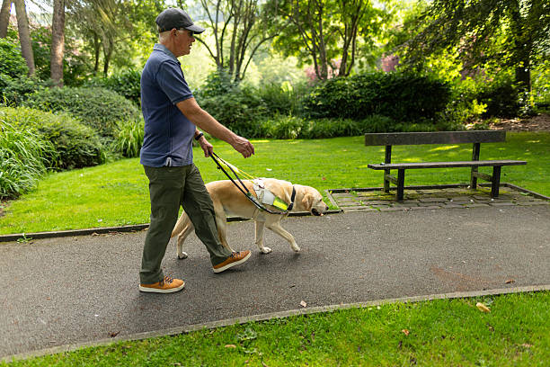 istock Visually Impaired Man Walking with Service Dog inside a Public Park 2234396745