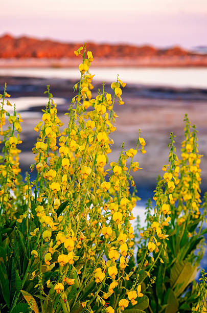 istock Showy rattlebox (Crotalaria spectabilis) or rattleweed in Coden Alabama 2234397292