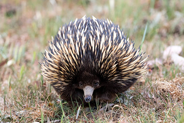 istock A short-beaked echidna walks through a grassy agricultural field dotted with thistles 2234398538