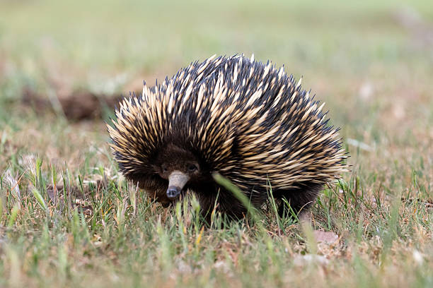 istock A short-beaked echidna walks through a grassy agricultural field dotted with thistles 2234398541