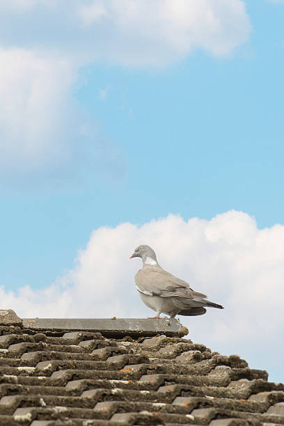istock Gray bird perched on a textured rooftop against a bright blue sky with fluffy clouds 2234399054