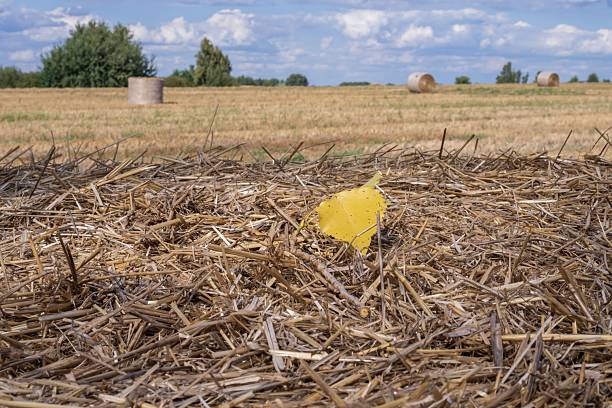Scenic rural farmland with golden straw bales and blue sky. Agriculture landscape with hay rolls symbolizing harvest and countryside farming.