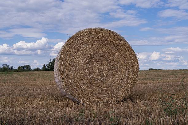 Scenic rural farmland with golden straw bales and blue sky. Agriculture landscape with hay rolls symbolizing harvest and countryside farming.