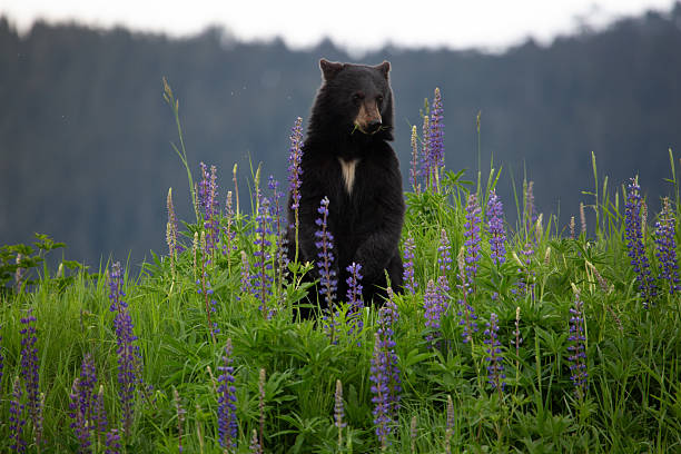 istock Black bear standing in wildflowers 2234402225