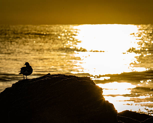 istock Shorebird on a rock before a Florida Sunrise 2234402229