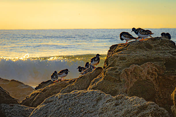 Ruddy turnstones in front of waves at Flagler Beach