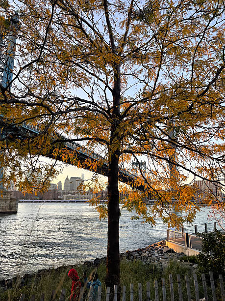 Brooklyn Bridge with fall trees during sunset in New York