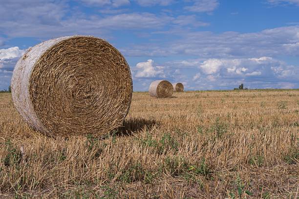 istock Round Straw Bales on Harvested Field 2234403292