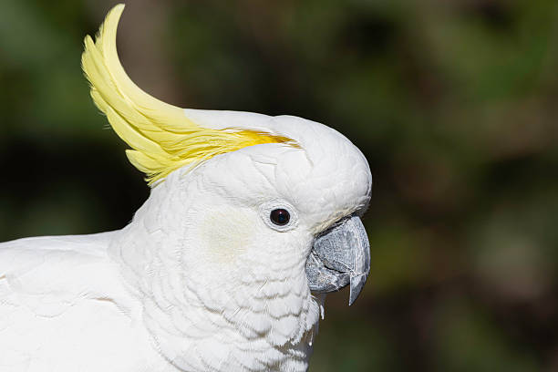 istock Sulphur-crested Cockatoo (Cacatua galerita) head study, Canberra, ACT, July 2025 2234403975