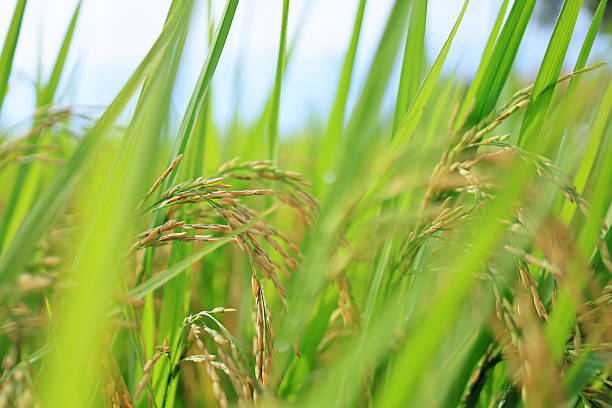 istock close up shot rice ears 2234406205