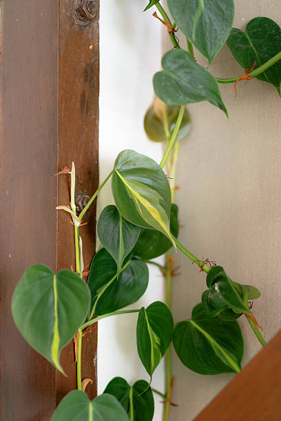istock Heartleaf Philodendron Climbing Wooden FrameHeartleaf Philodendron Climbing Wooden Frame 2234407615