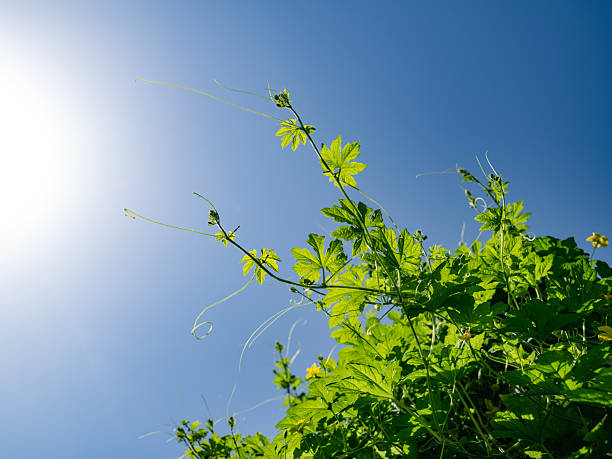 The sunlight shines on the fresh green leaves, creating a natural backdrop of summer.
