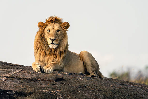istock Male Lion on Rock 2234409901
