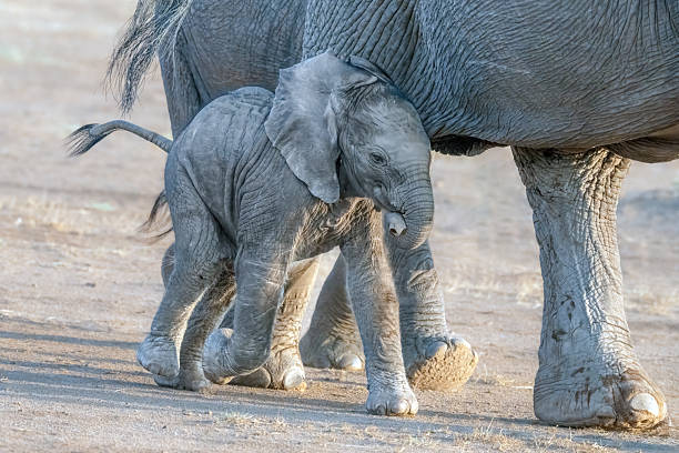 A baby elephant is walking in the Savannah with its mother in Kenya. They are in the Masai Mara National Park.