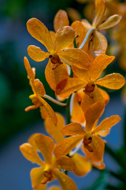 Mokara Orchids flowers - symbolize refinement and beauty, making them a perfect choice for expressing admiration, gratitude, and celebration in floral arrangements.