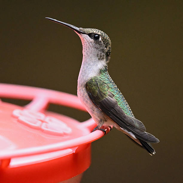 A male Anna's hummingbird perches at a feeder against a green background