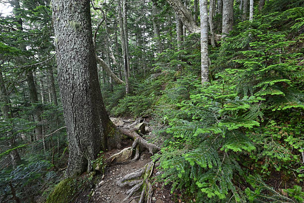 istock Climbing Mt. Senjogatake , Yamanashi, Japan 2234411798