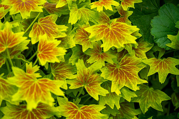 Pelargonium Vancouver Centennial, with its attractive maple leaf-like leaves. Vancouver Centennial Geranium