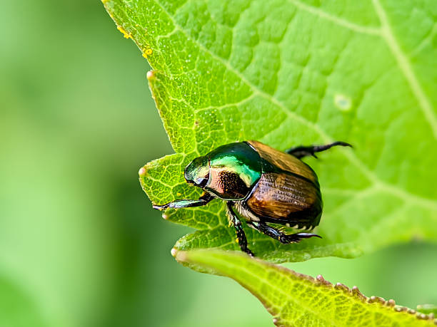 istock Metallic Scarab Beetle Scarabaeidae Macro CloseUp 2234412830