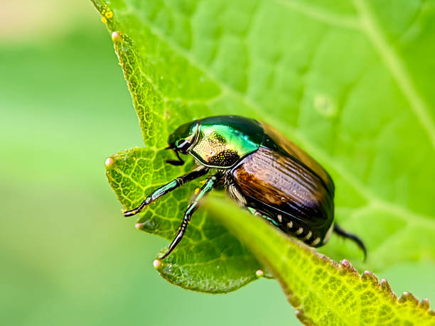 istock Metallic Scarab Beetle Scarabaeidae Macro CloseUp 2234412892