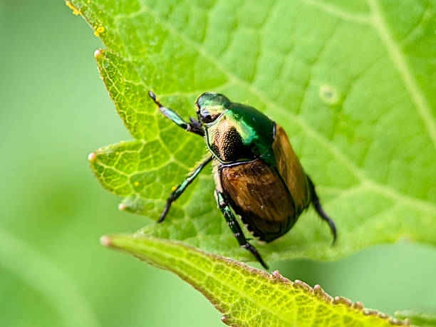 istock Metallic Scarab Beetle Scarabaeidae Macro CloseUp 2234412900