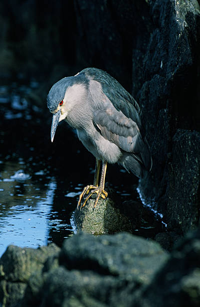 The black-crowned night heron (Nycticorax nycticorax) or black-capped night heron[citation needed], commonly shortened to just night heron in Eurasia. Carcass Island, Falkland Islands. Nycticorax nycticorax falklandicus.