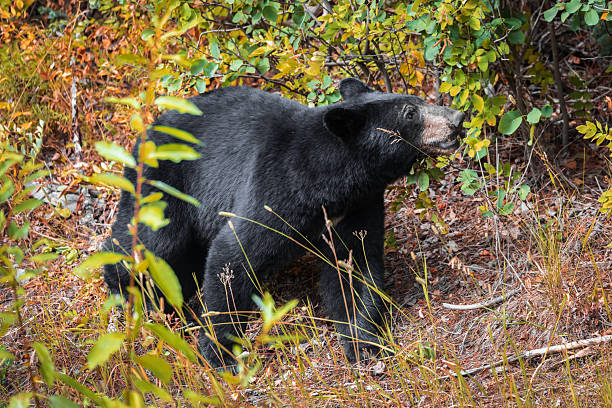 A black bear along the roadside in northern British Columbia, Canada.