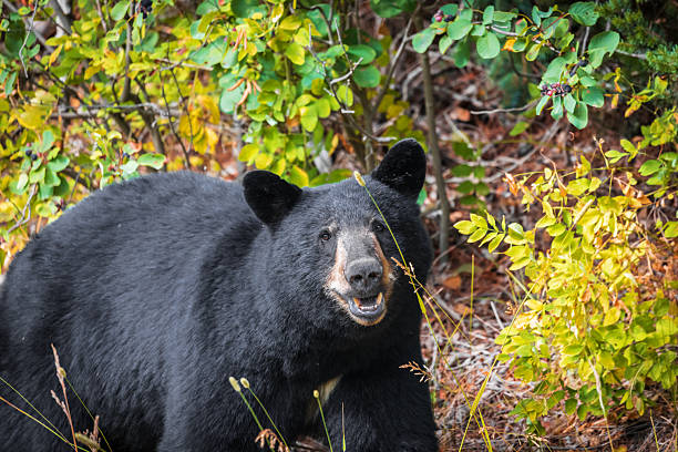 A black bear along the roadside in northern British Columbia, Canada.