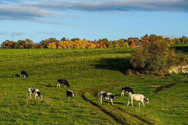 Cows in a pasture in autumn in eastern France.