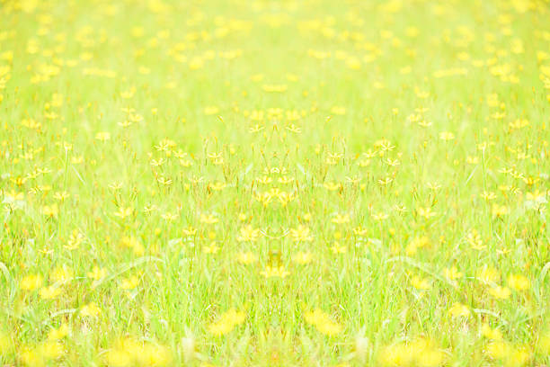 Abstract background of a flowering field.
