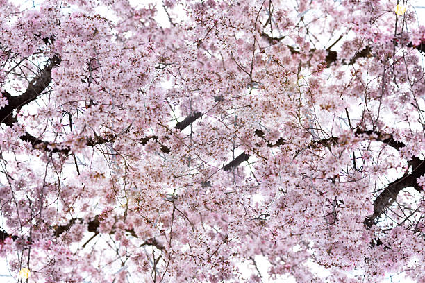 Cherry blossoms in full bloom abstract background.