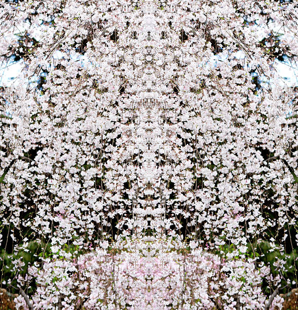 Cherry blossoms in full bloom abstract background.