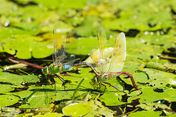 CU dragon fly alights on edge of water lily pad leaf
